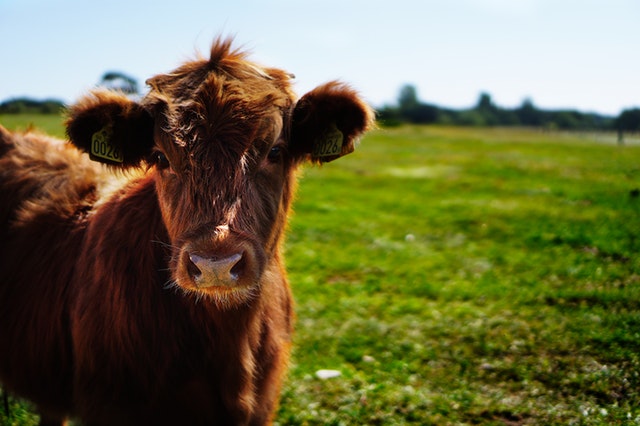 semences fermières et laminage à la ferme en hauts de France et Seine Maritime