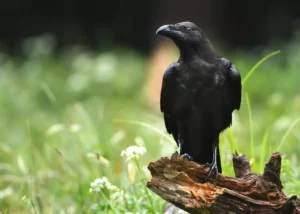 Corvifuge